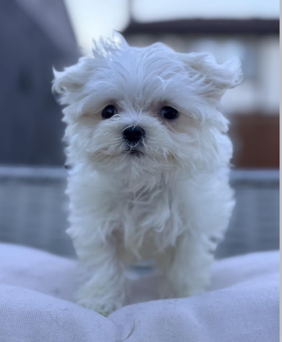 Puppy image 3