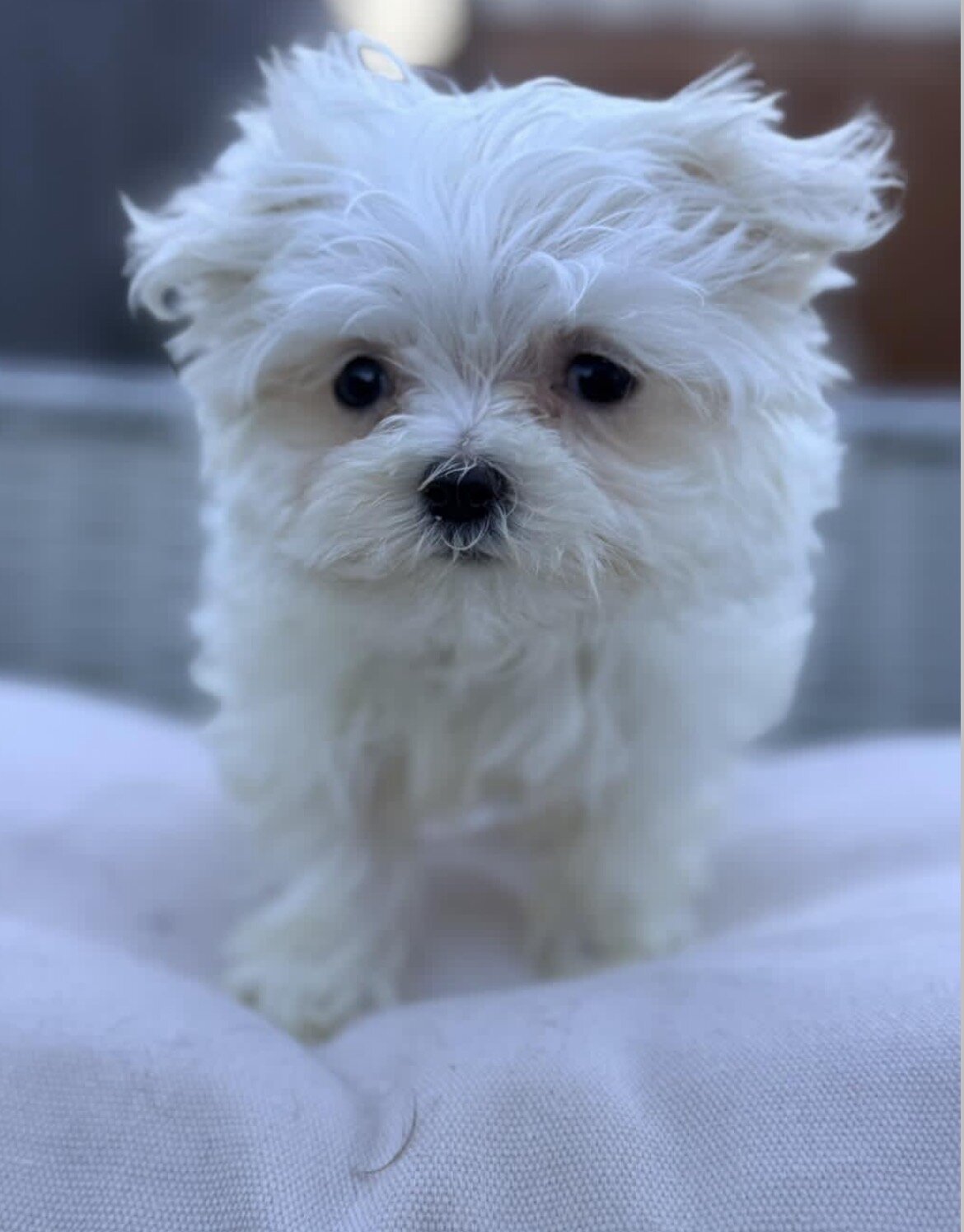 Puppy image 2