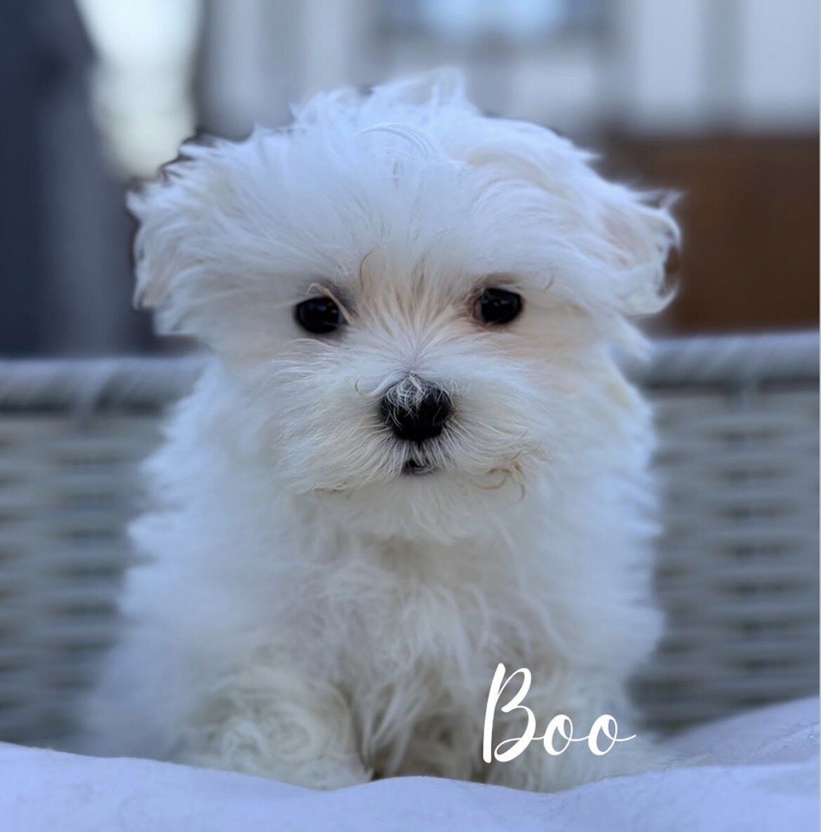 Puppy image 1
