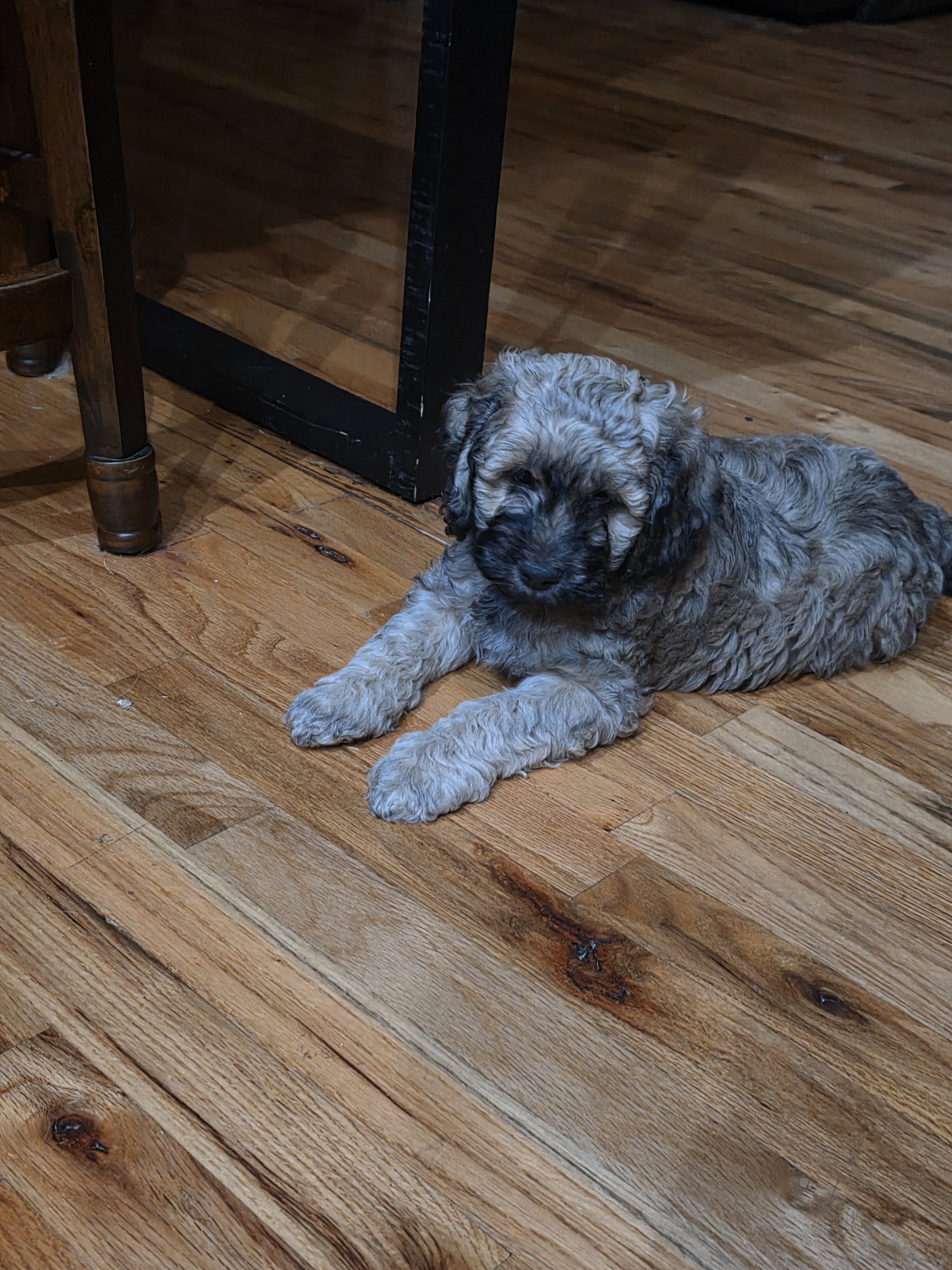 Cocker spaniel maltipoo mix image 2