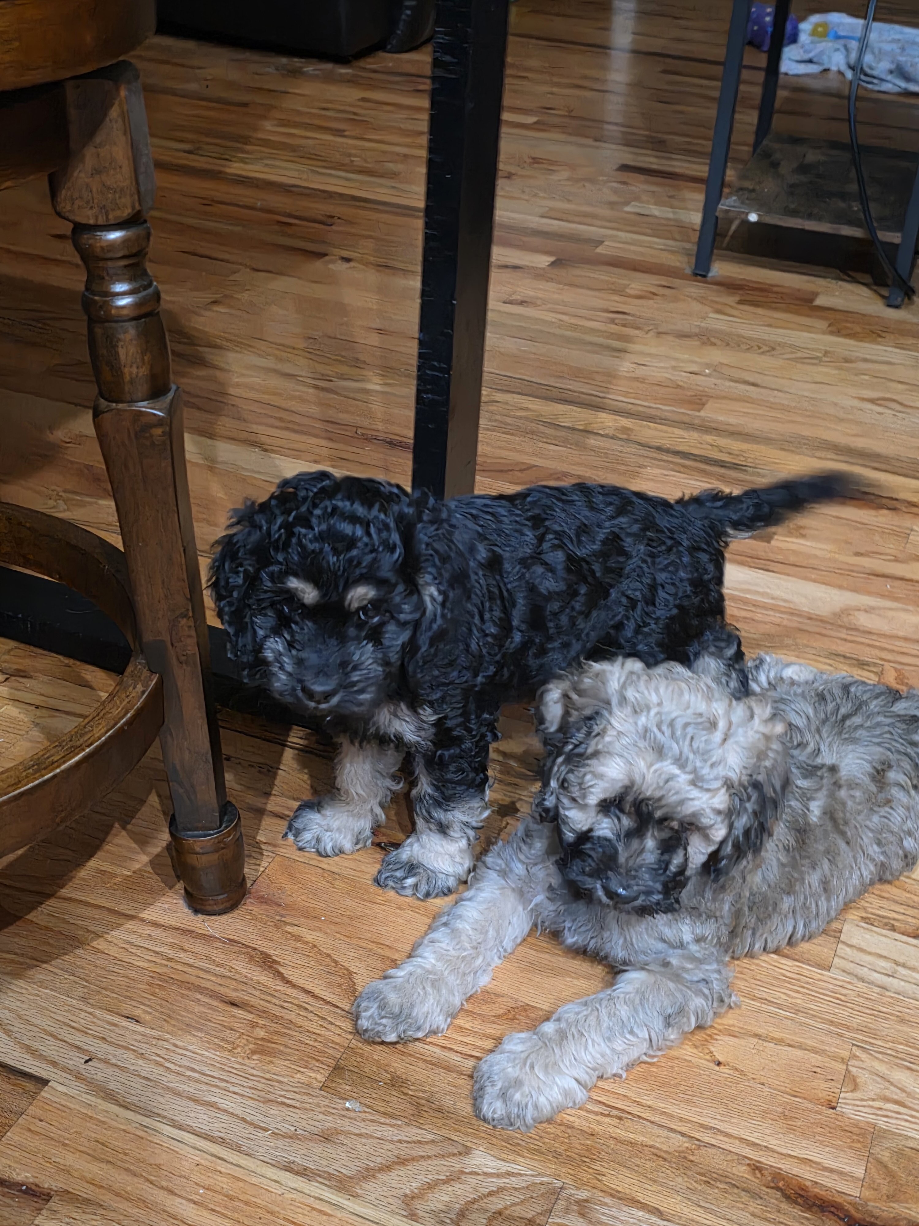 Cocker spaniel maltipoo mix image 1