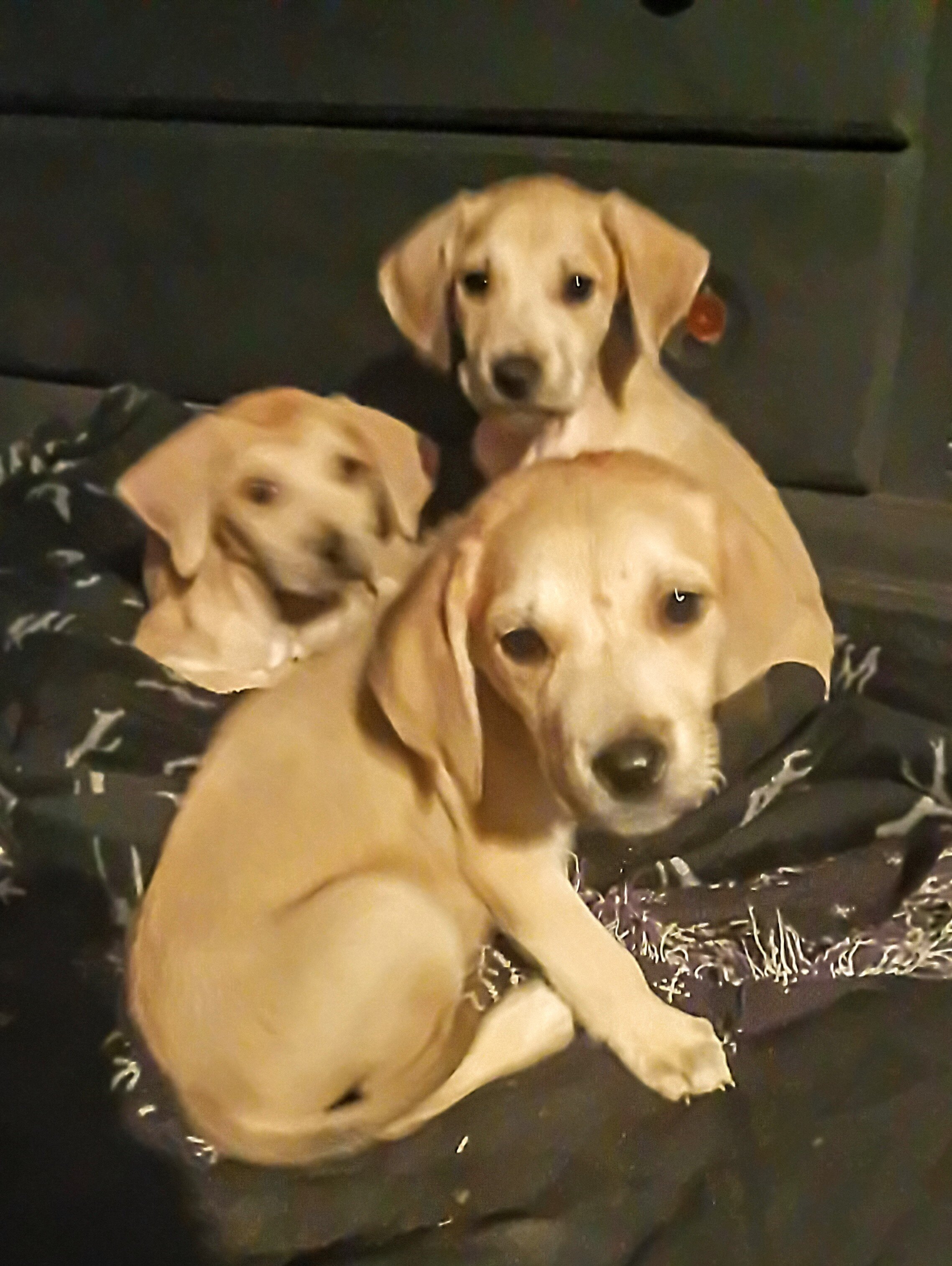 Black mouth cur puppies image 1
