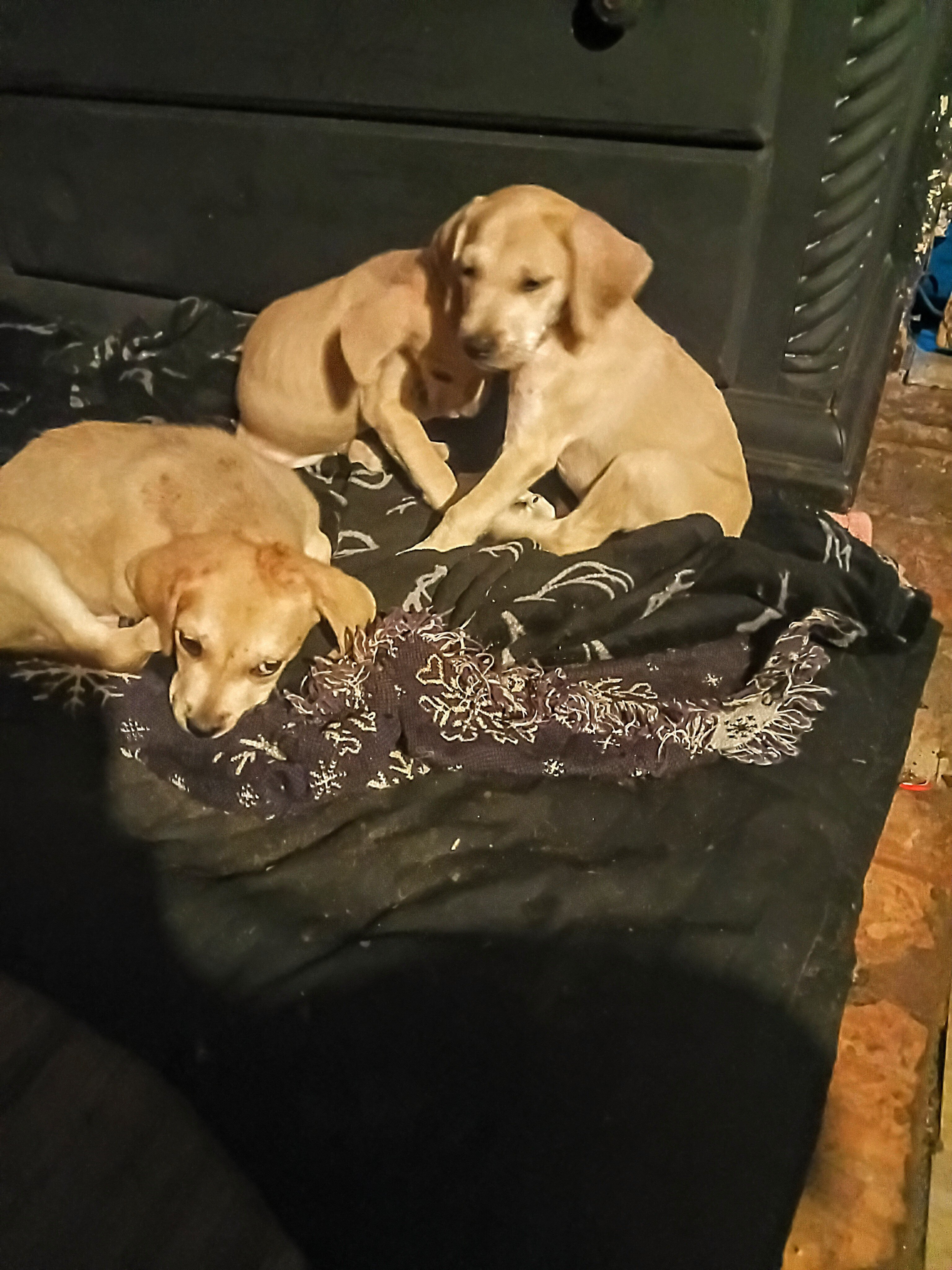 Black mouth cur puppies image 2
