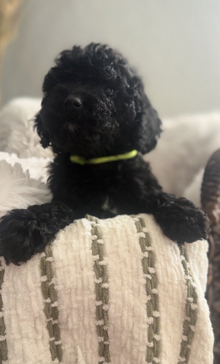 Cockadoodlepoo image 6
