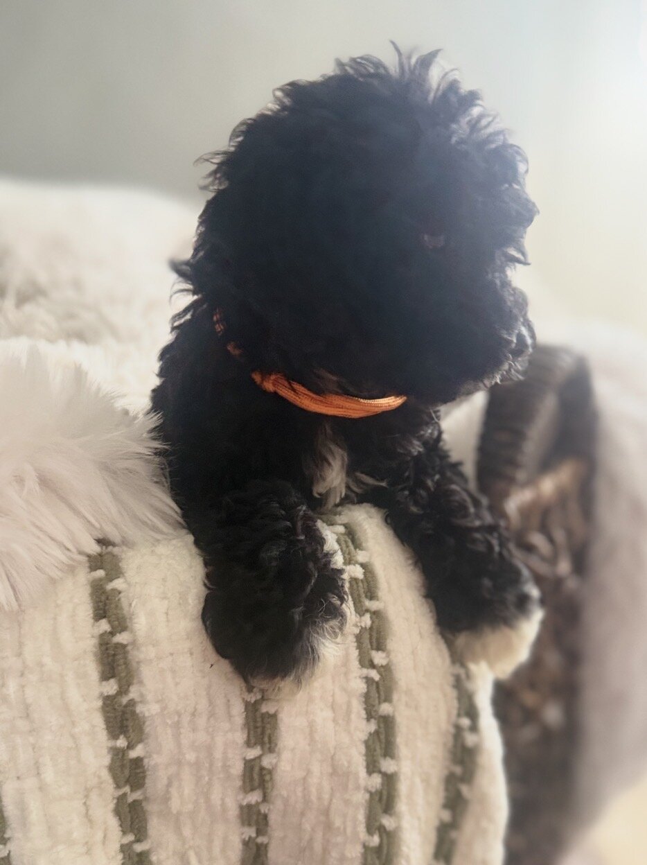 Cockadoodlepoo image 4