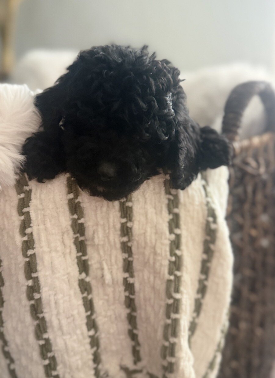 Cockadoodlepoo image 3