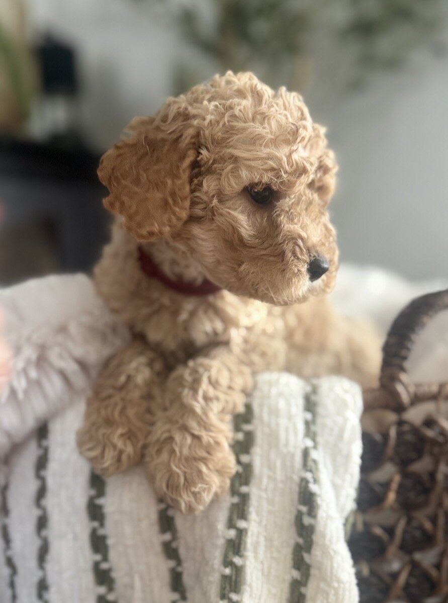 Cockadoodlepoo image 2