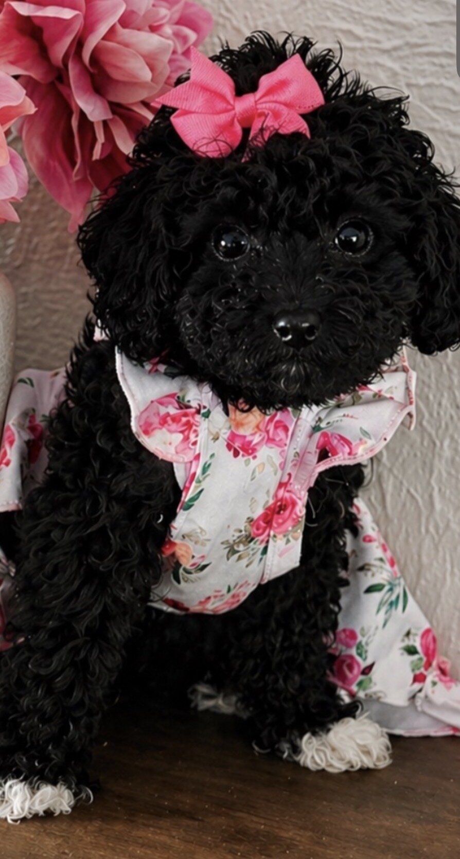 Cockadoodlepoo image 1