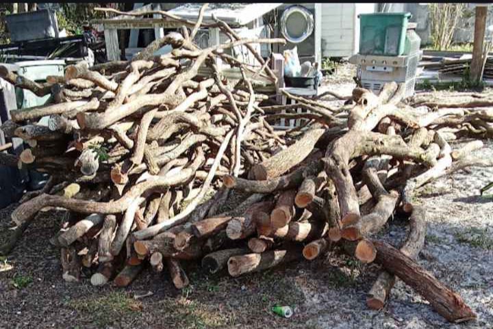 Dragonwood) Parrot wood. image 3