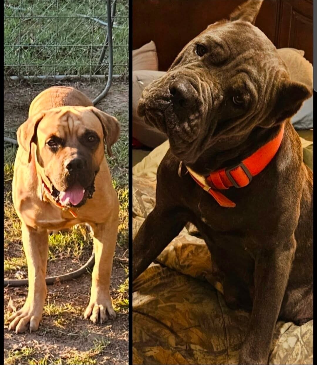 Cane Corsos image 1
