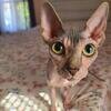 Sphynx female image 3