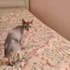 Sphynx female image 2
