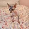 Sphynx female image 5