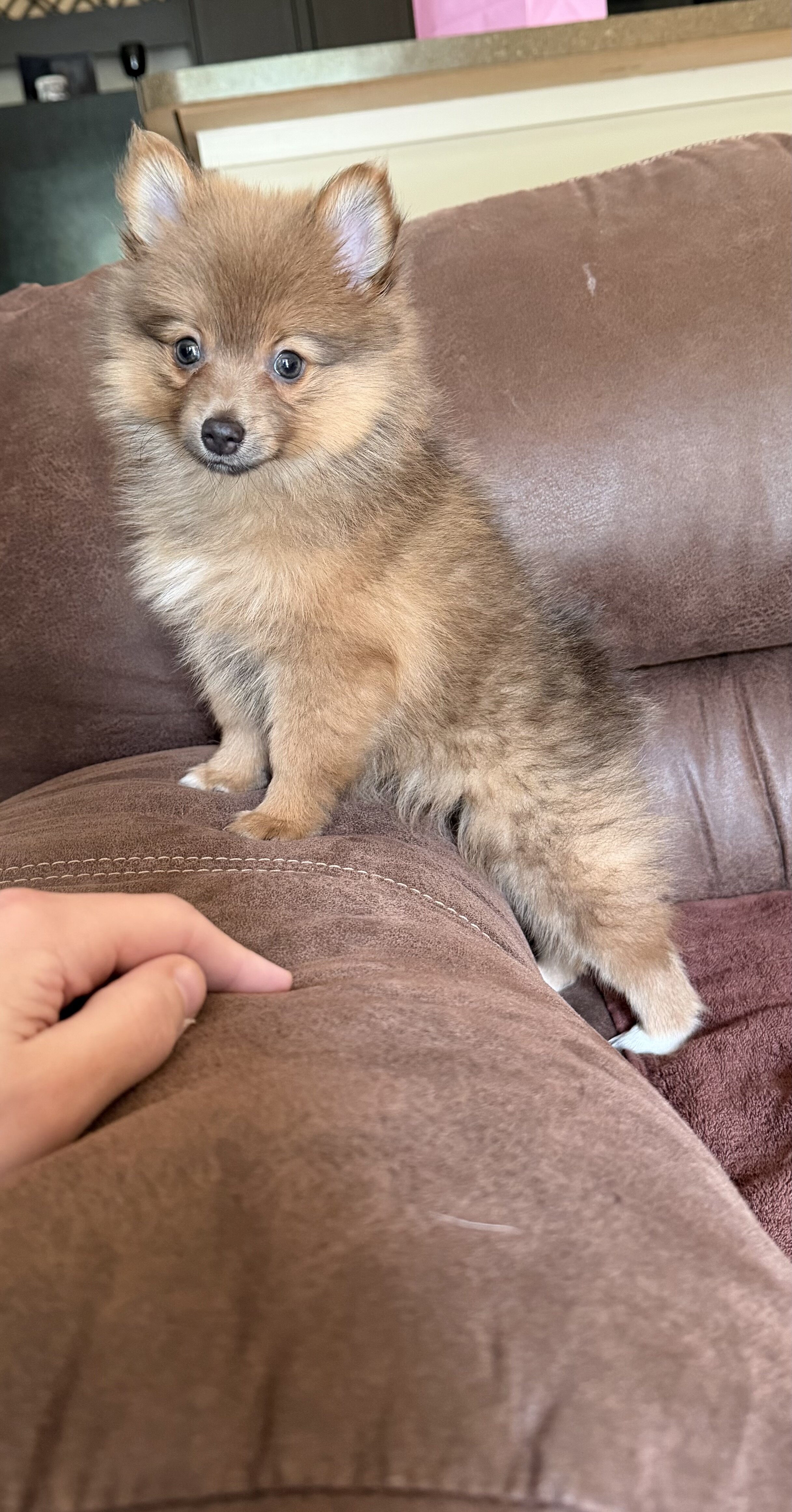 Pomeranian puppy image 1