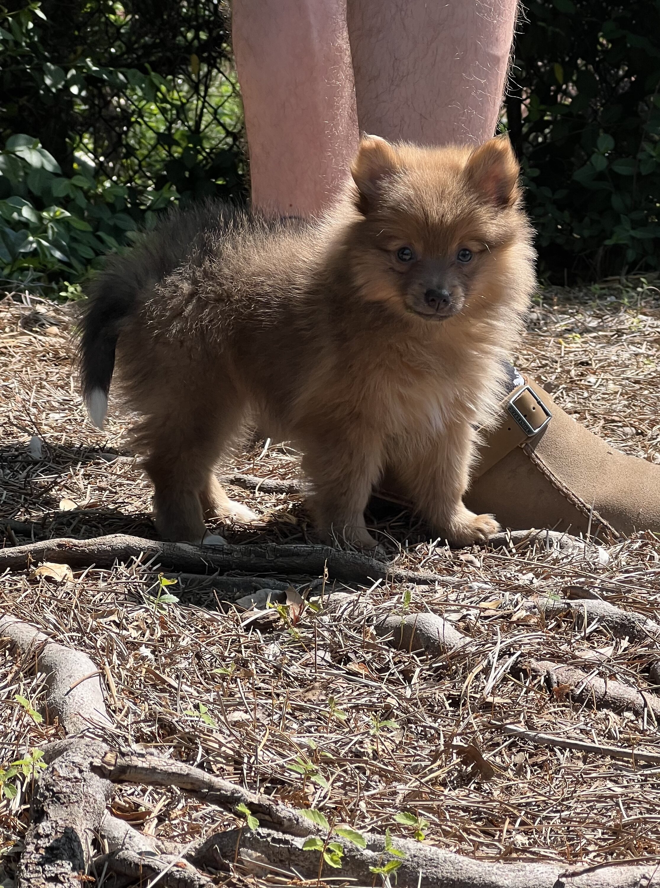 Pomeranian puppy image 2