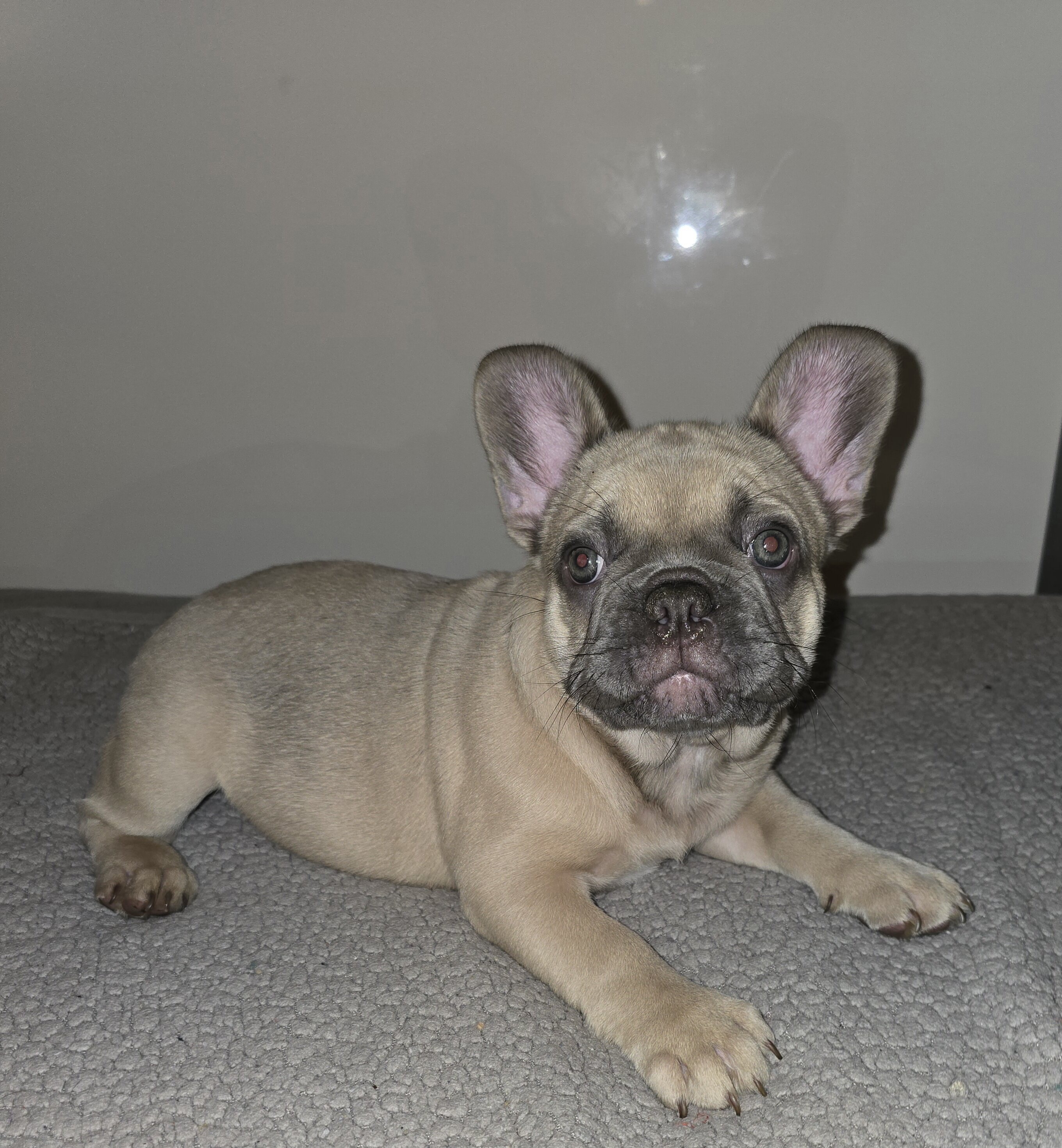 French Bulldogs image 2