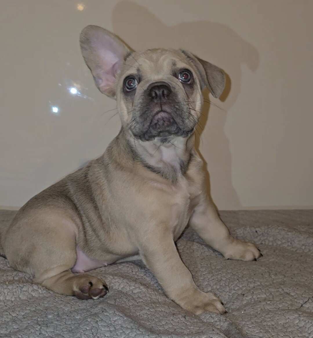 French Bulldogs image 3
