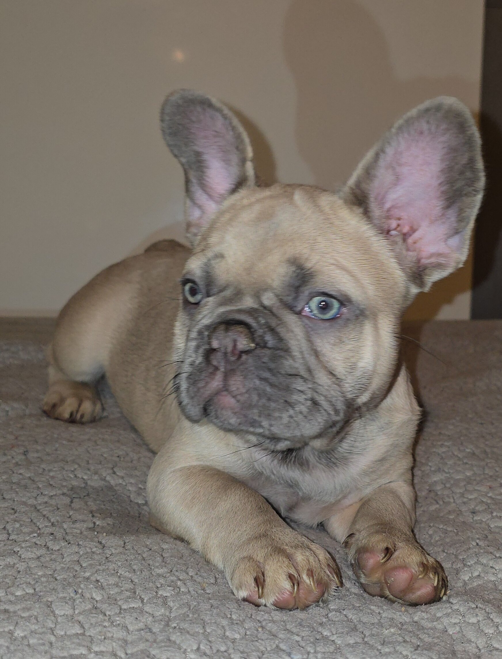 French Bulldogs image 1