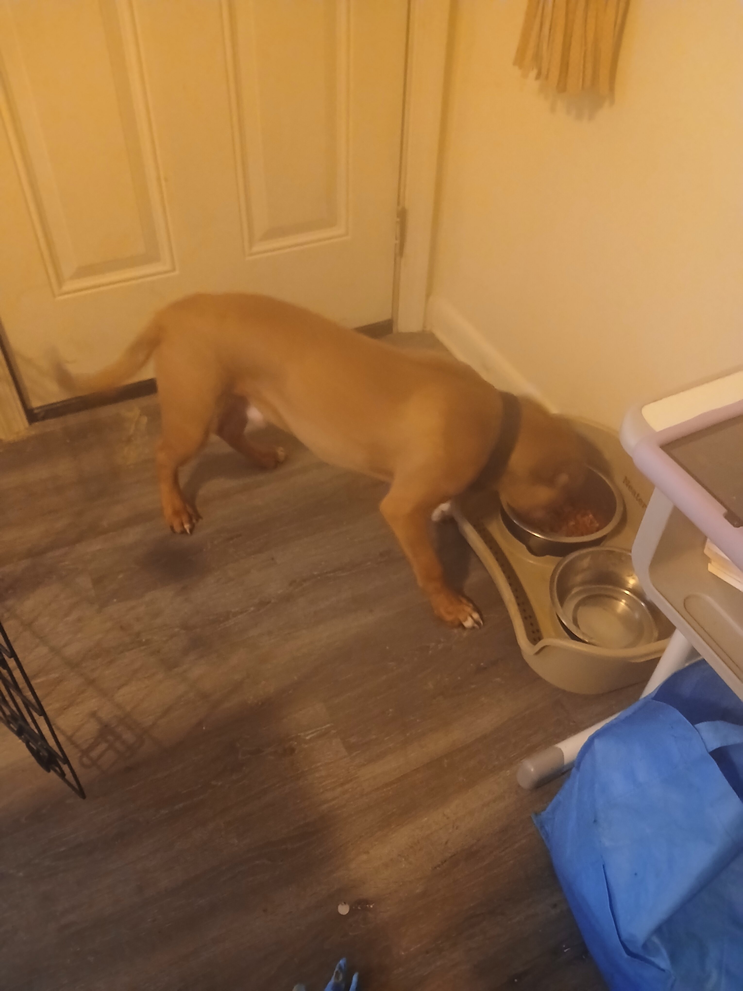 Puppy image 3