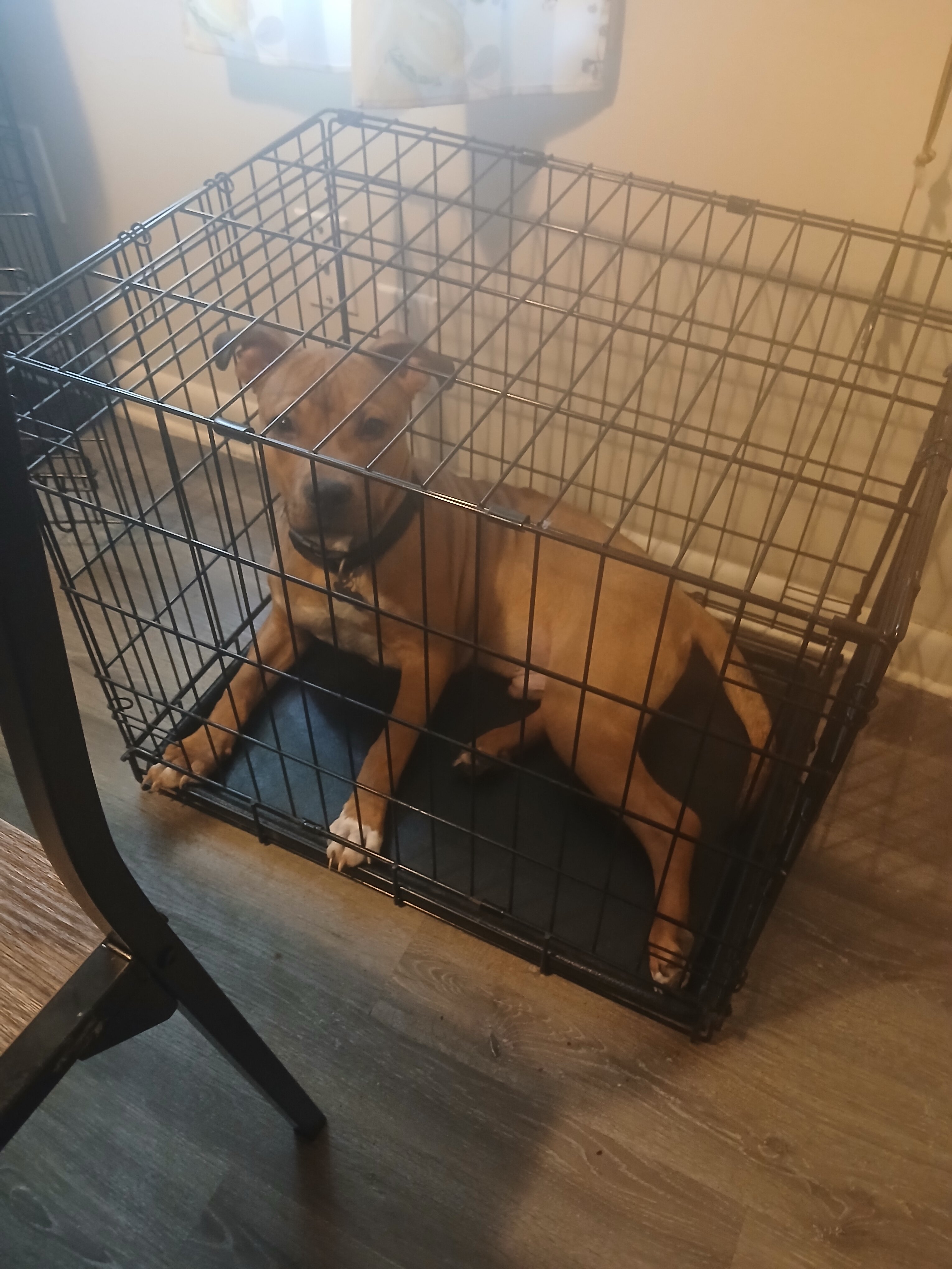 Puppy image 2