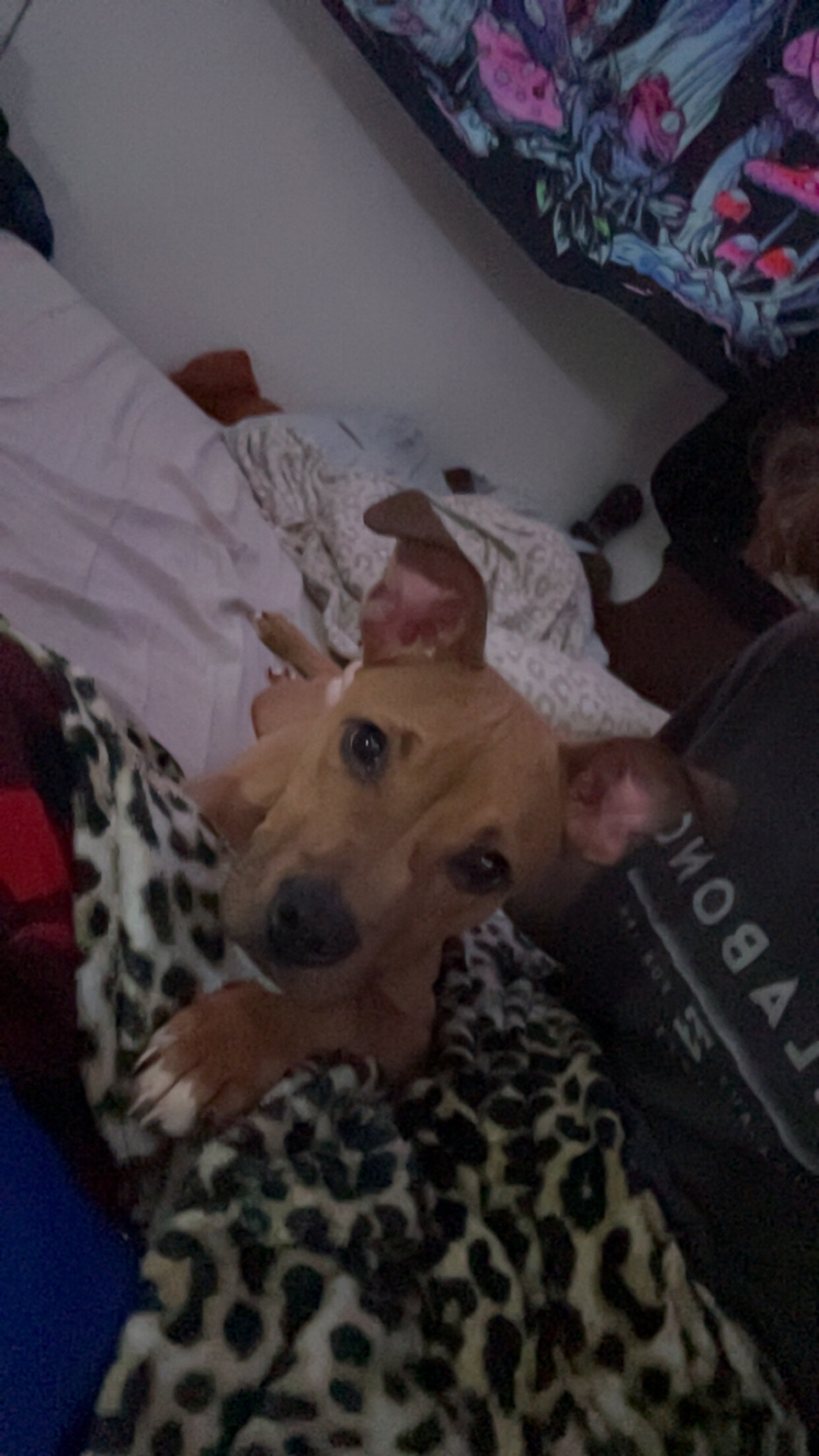 Puppy image 1