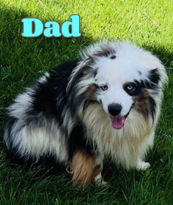 Hadassah Female Mini Australian Shepherd image 9