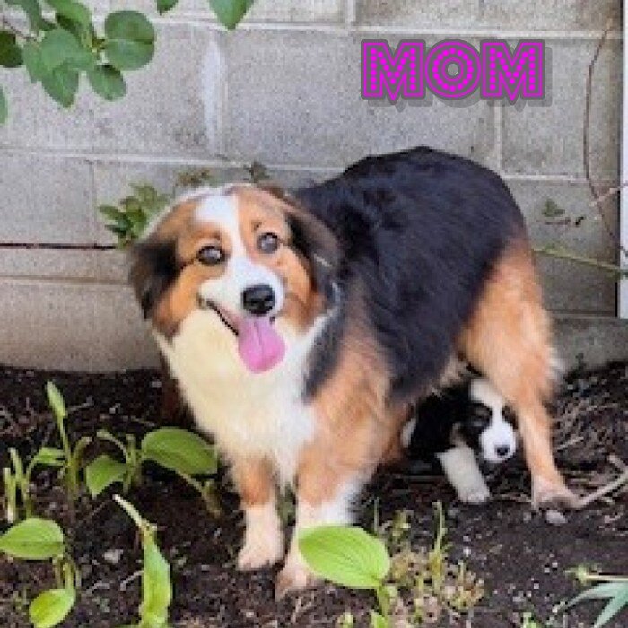 Hadassah Female Mini Australian Shepherd image 10