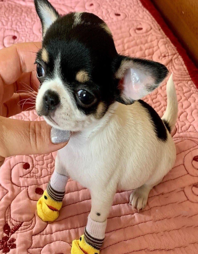 Loving Female Chihuahua Needs a New Home image 2
