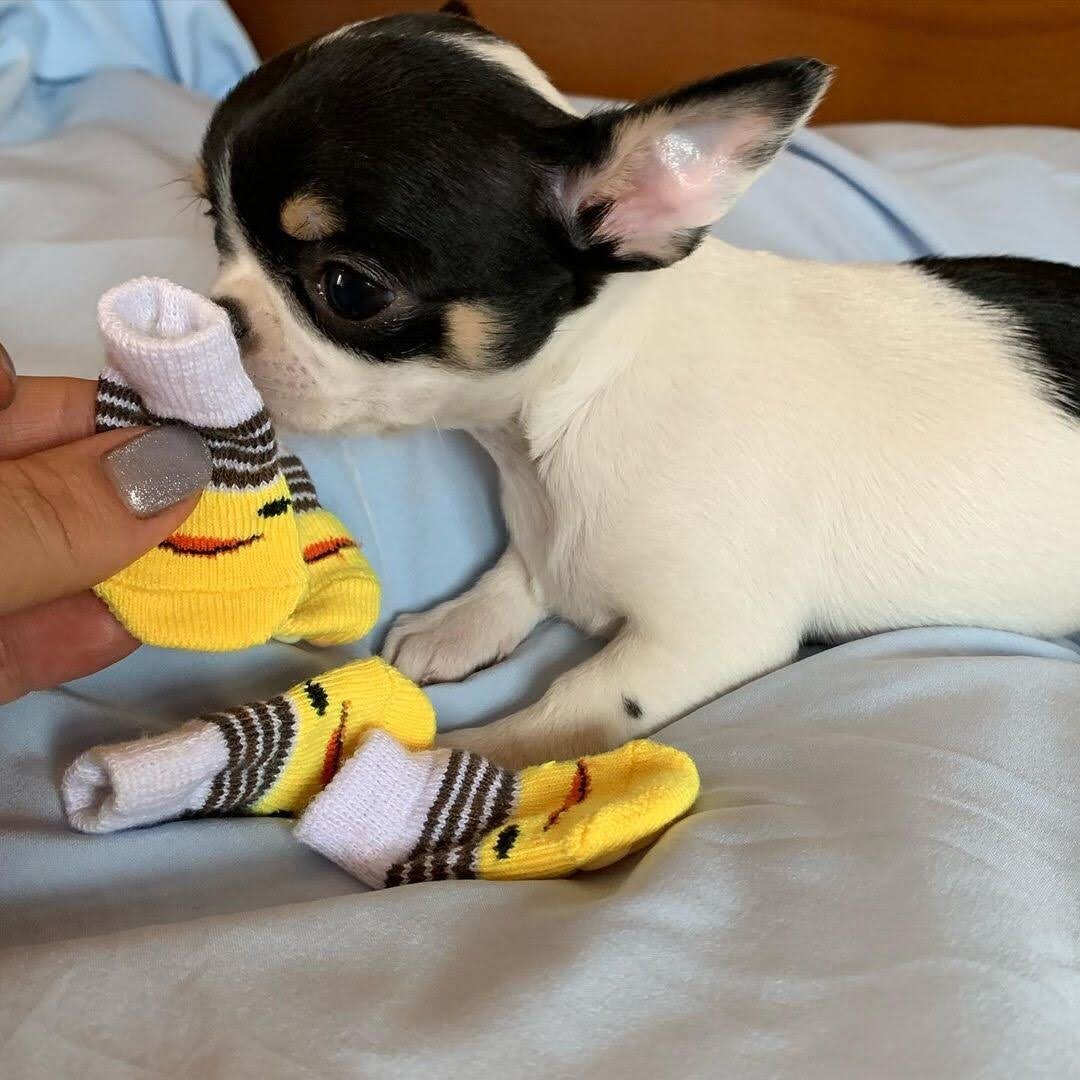 Loving Female Chihuahua Needs a New Home image 1