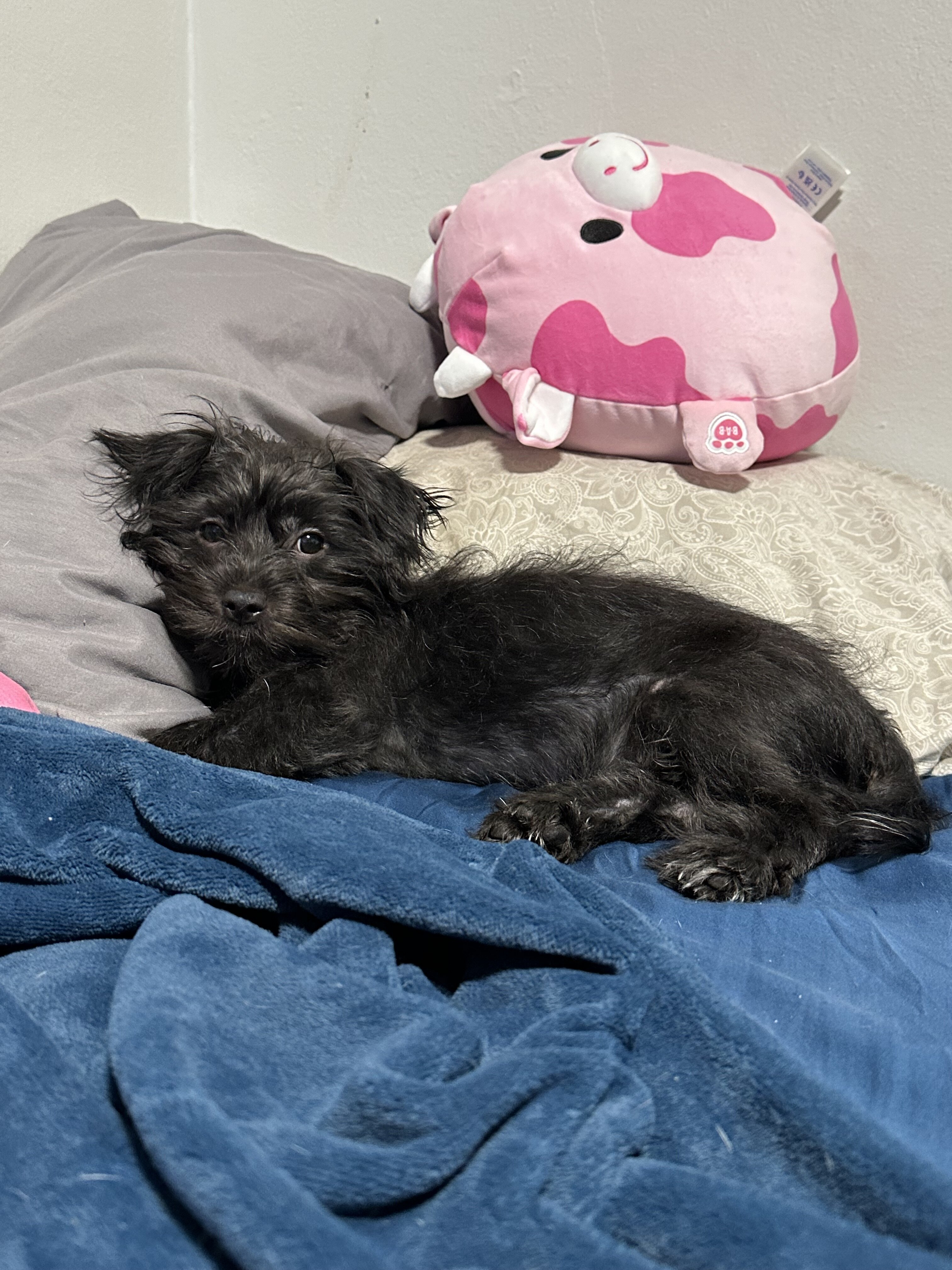 Shih Tzu/Schnauzer Mix image 1