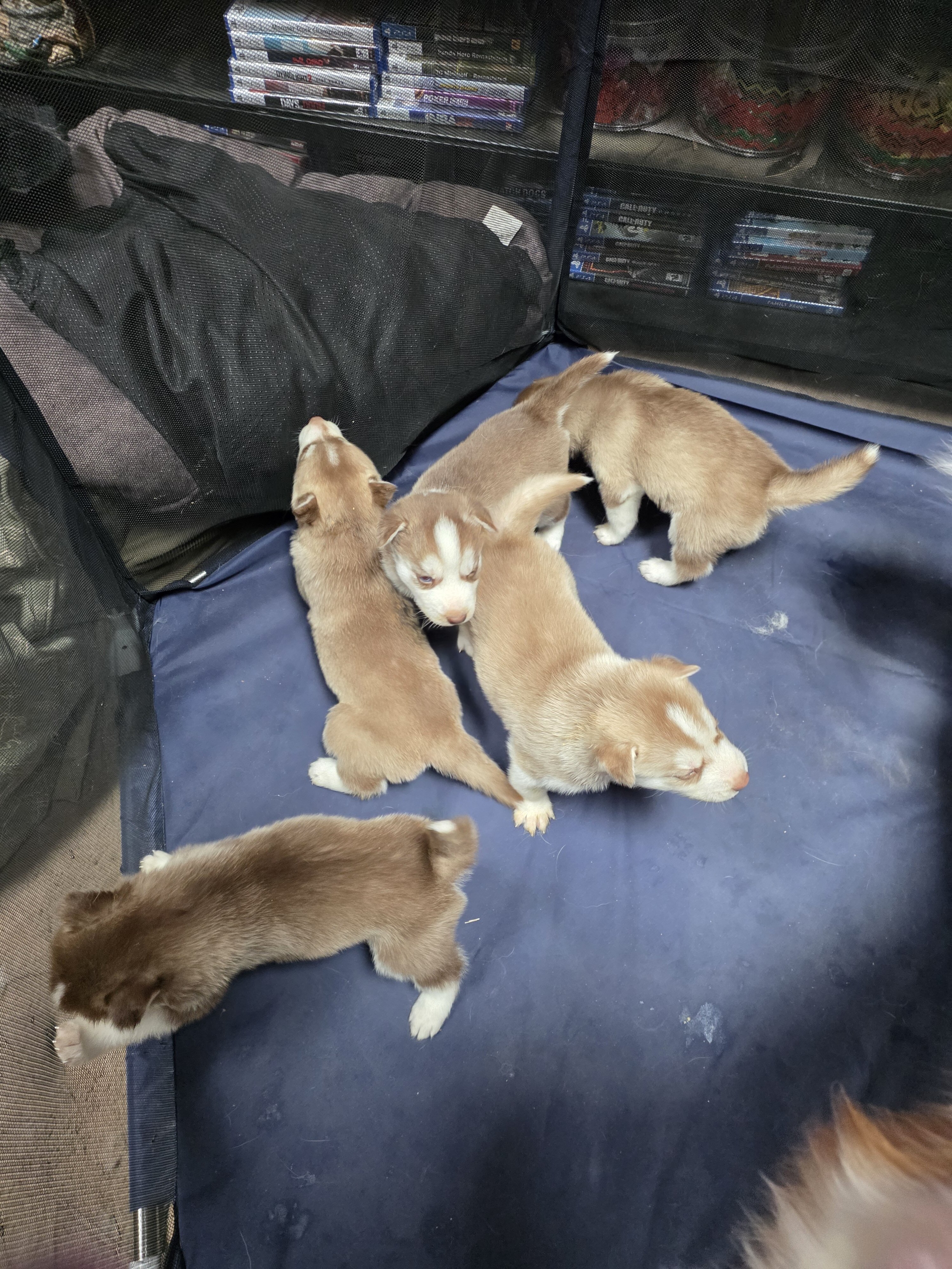 Puppies image 2
