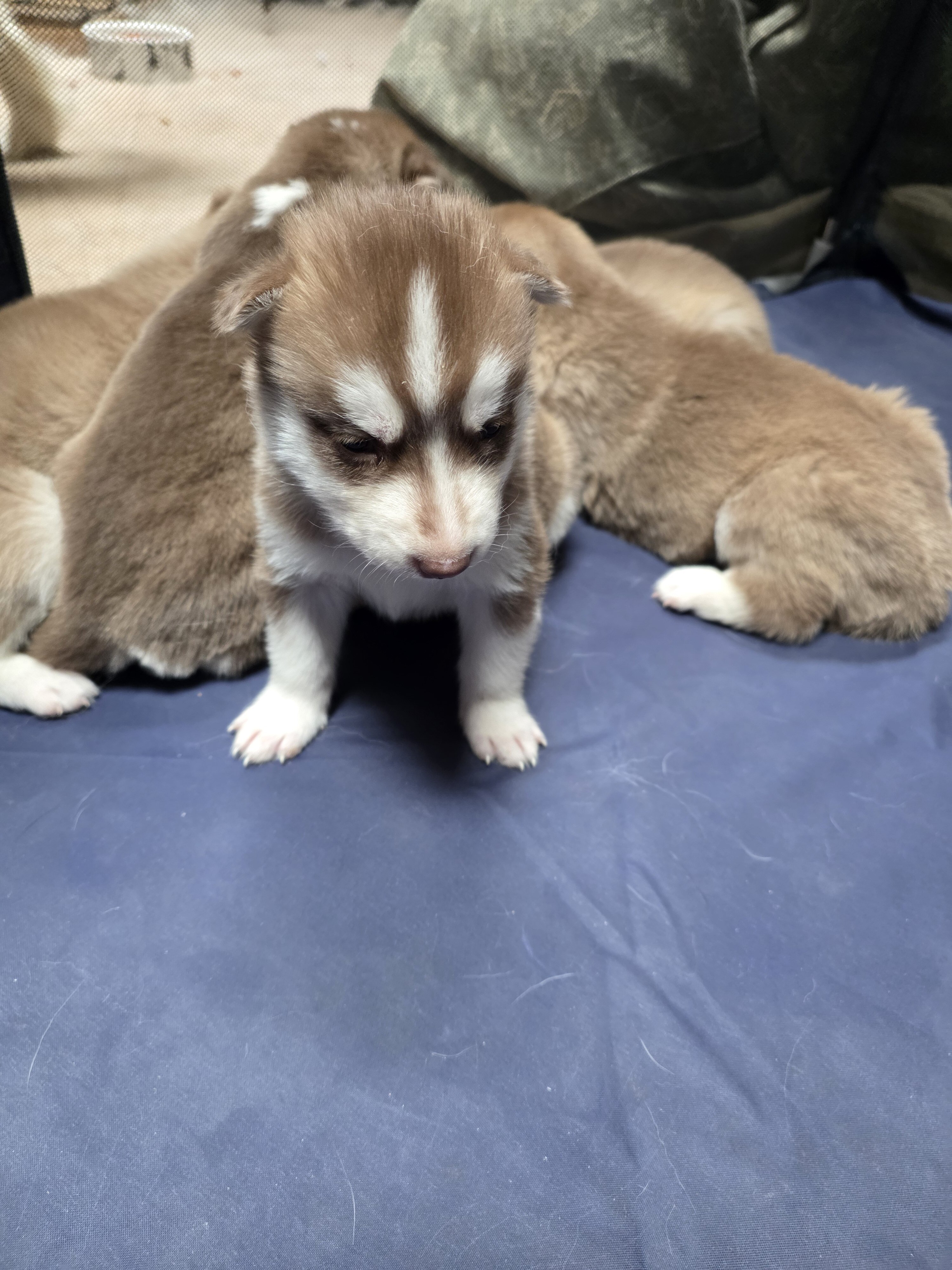 Puppies image 1