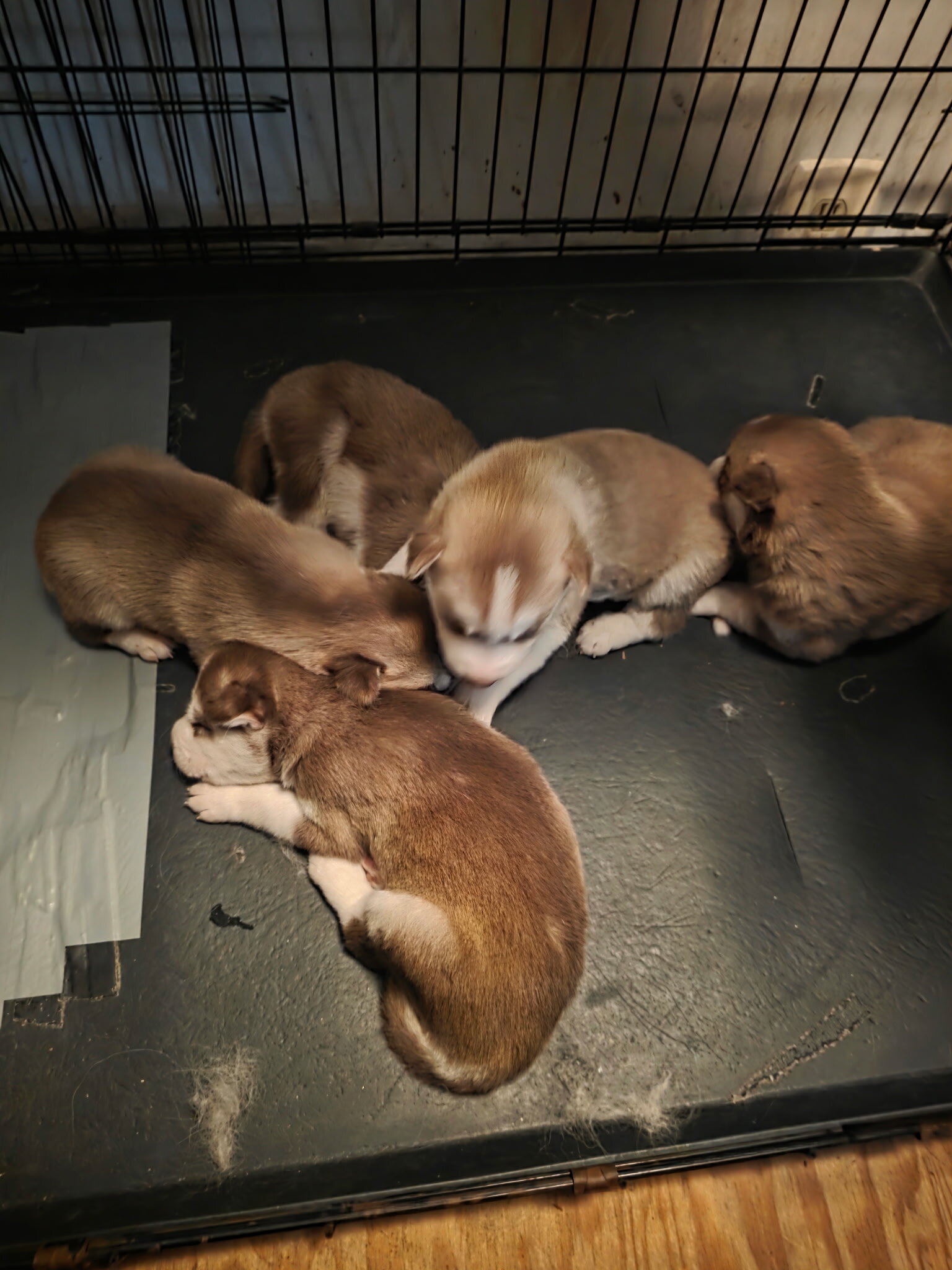 Puppies image 4