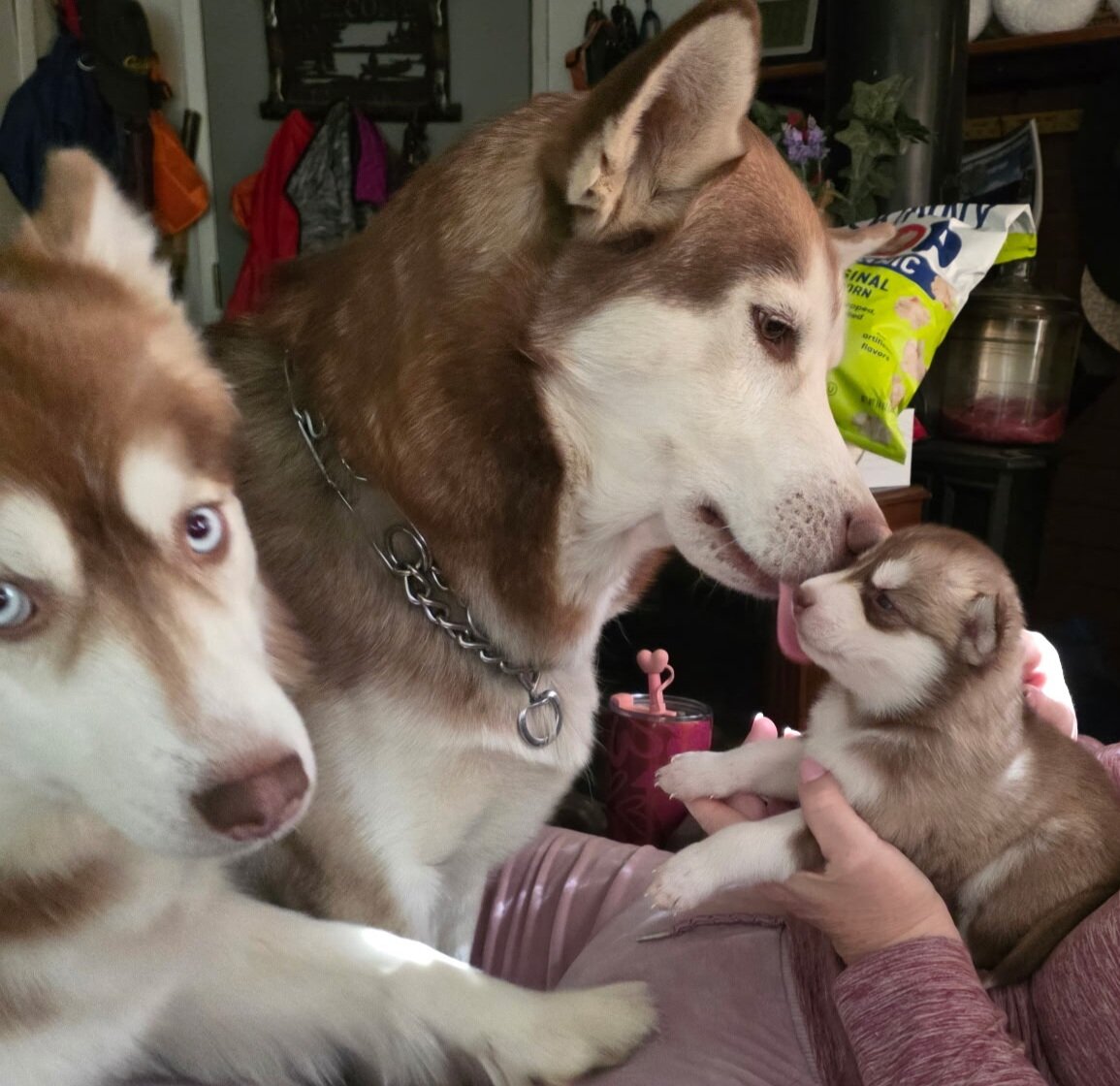 Puppies image 3