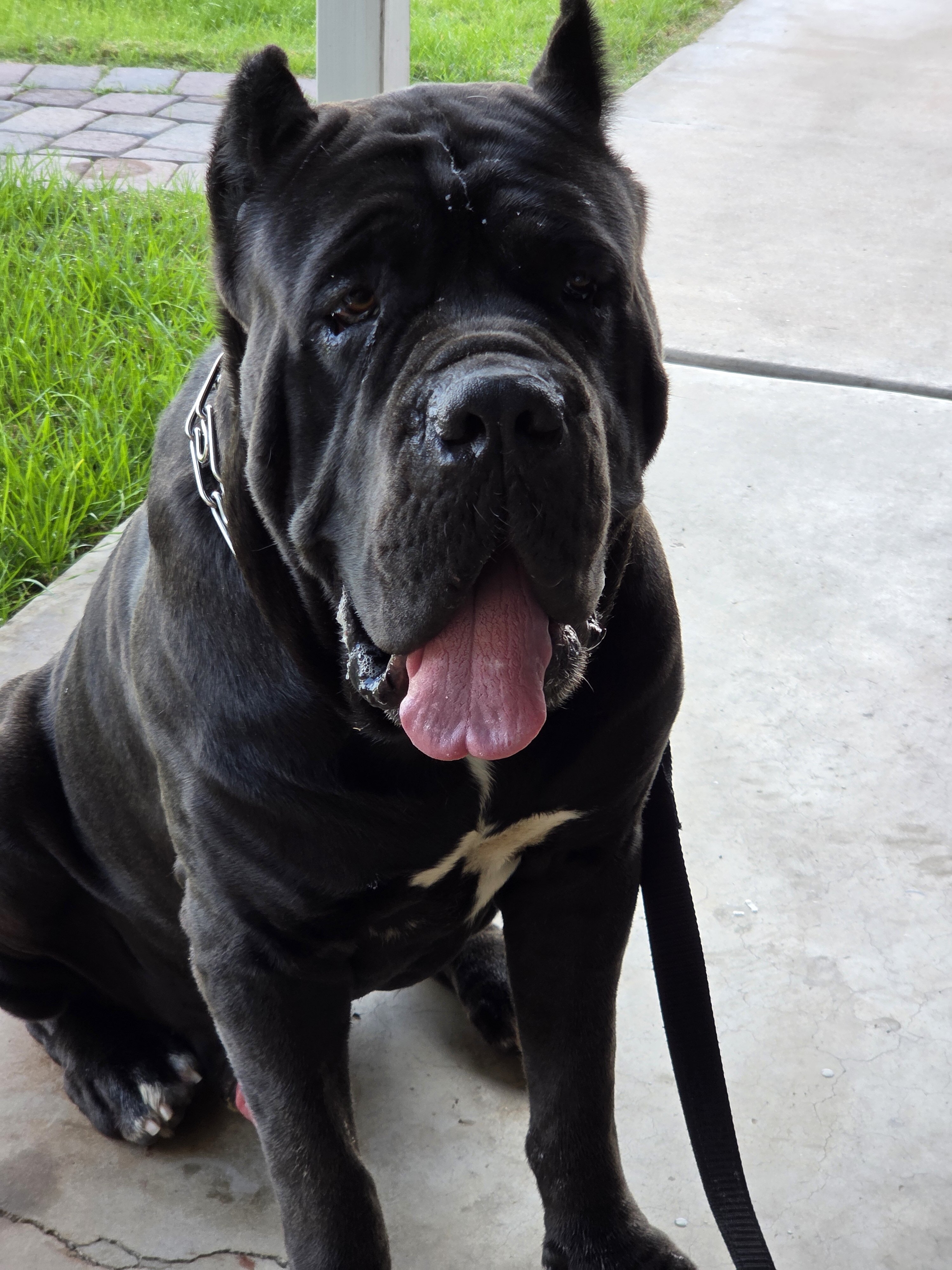 AKC Cane Corso pups image 2