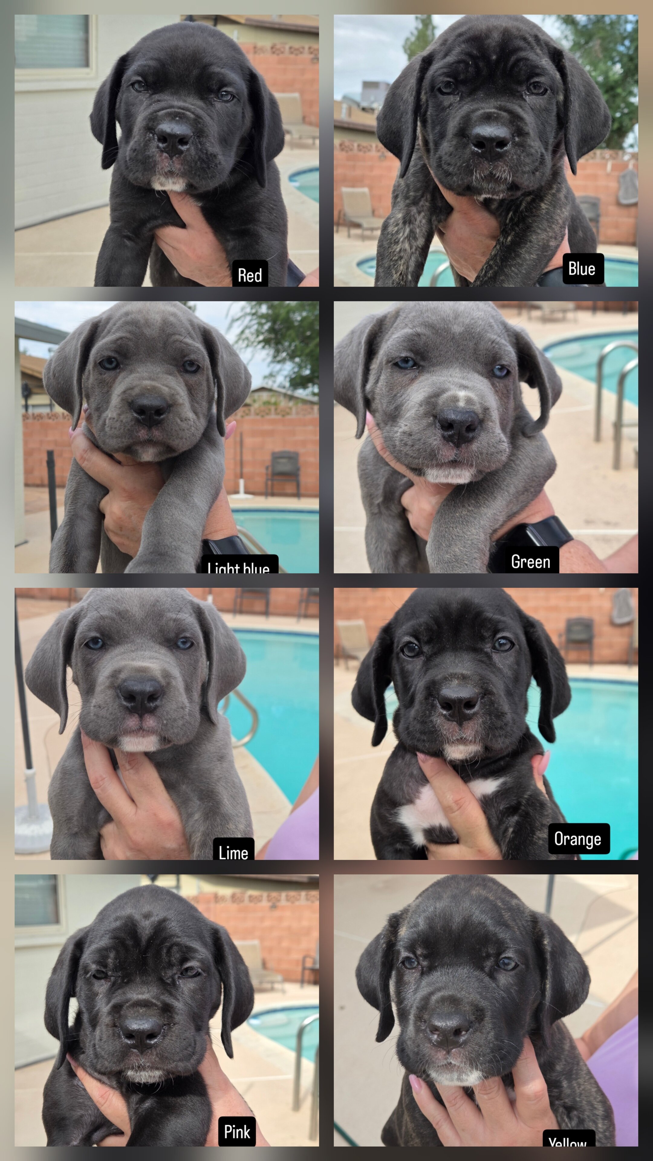 AKC Cane Corso pups image 1