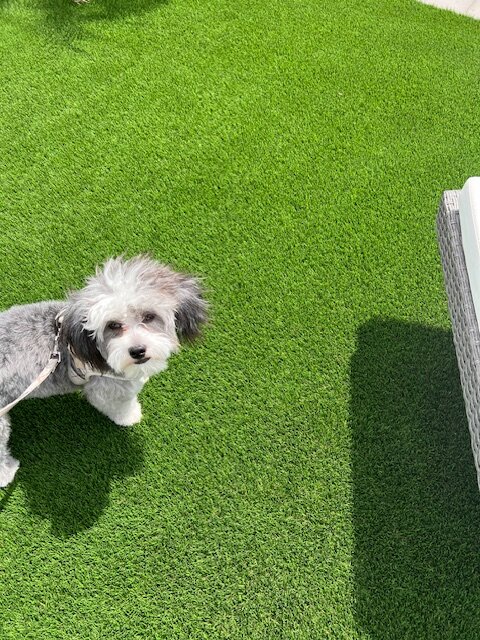 Chinese Crested Shih Tzu Mixed image 3