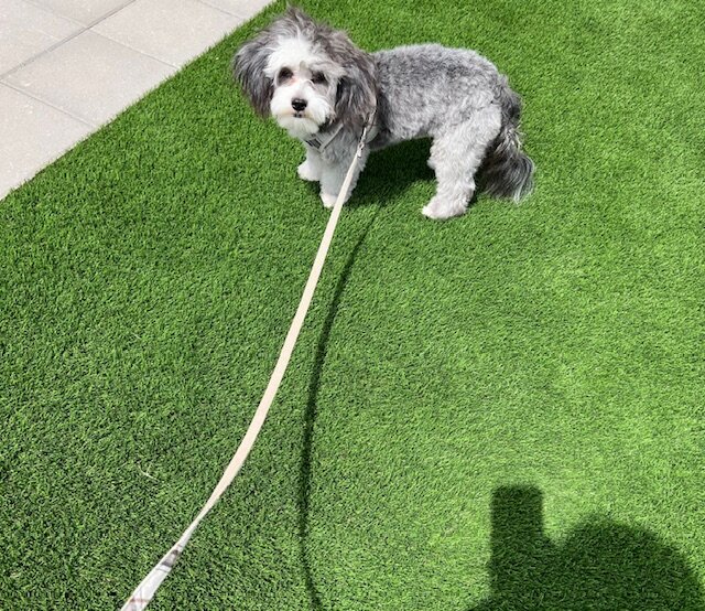Chinese Crested Shih Tzu Mixed image 2