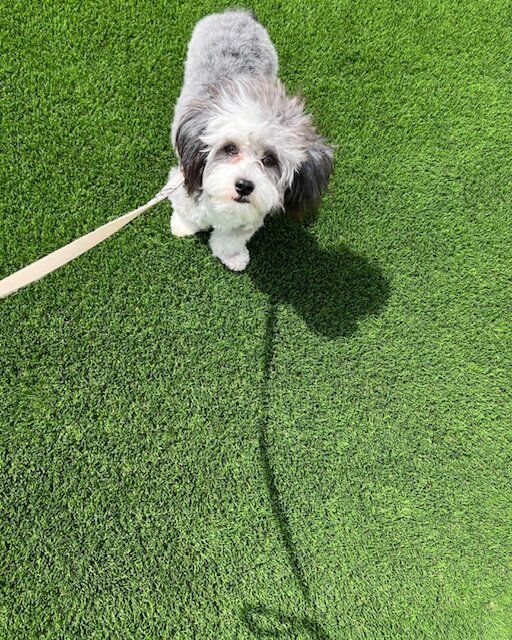 Chinese Crested Shih Tzu Mixed image 1