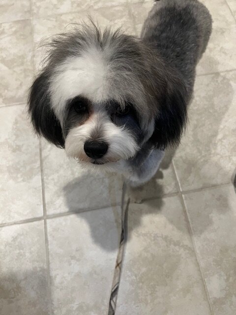 Chinese Crested Shih Tzu Mixed image 5