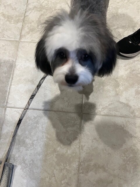 Chinese Crested Shih Tzu Mixed image 4