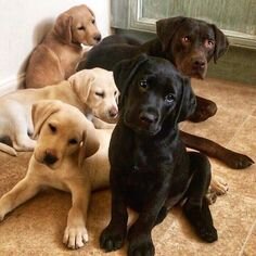 Adorable Labrador Retriever Puppies – Ready image 1