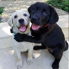 Adorable Labrador Retriever Puppies – Ready image 2