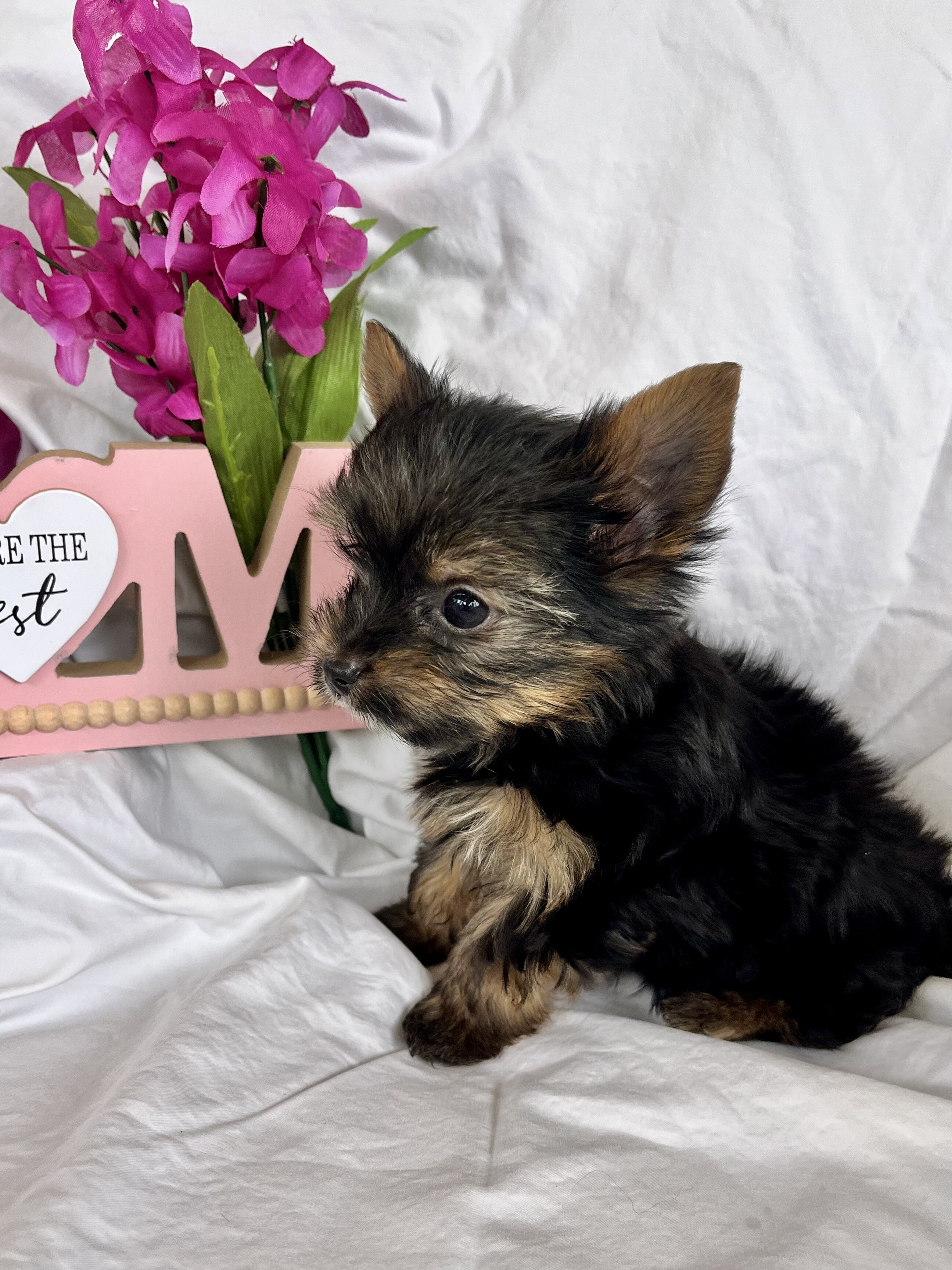 Yorkie image 7