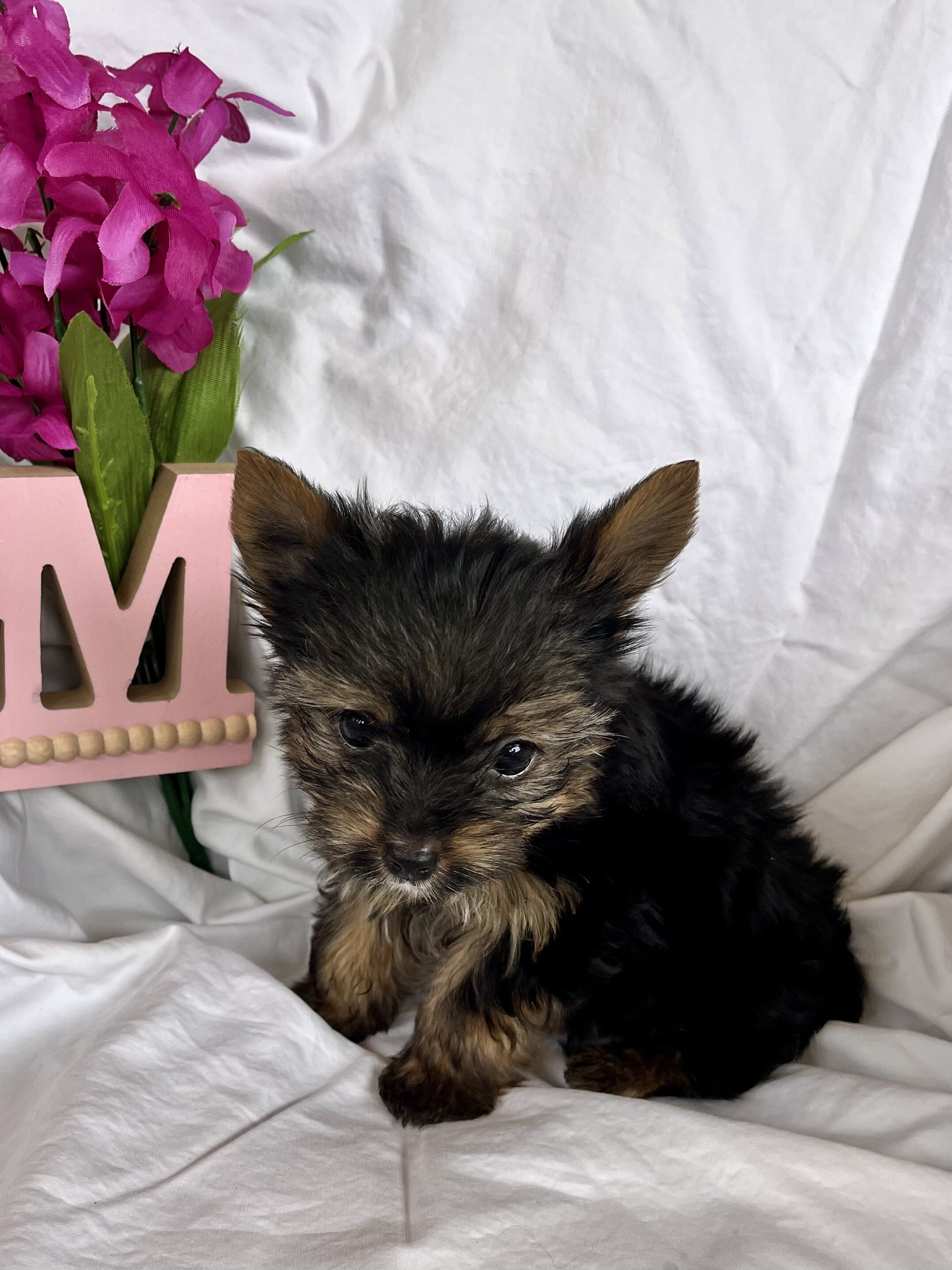 Yorkie image 6