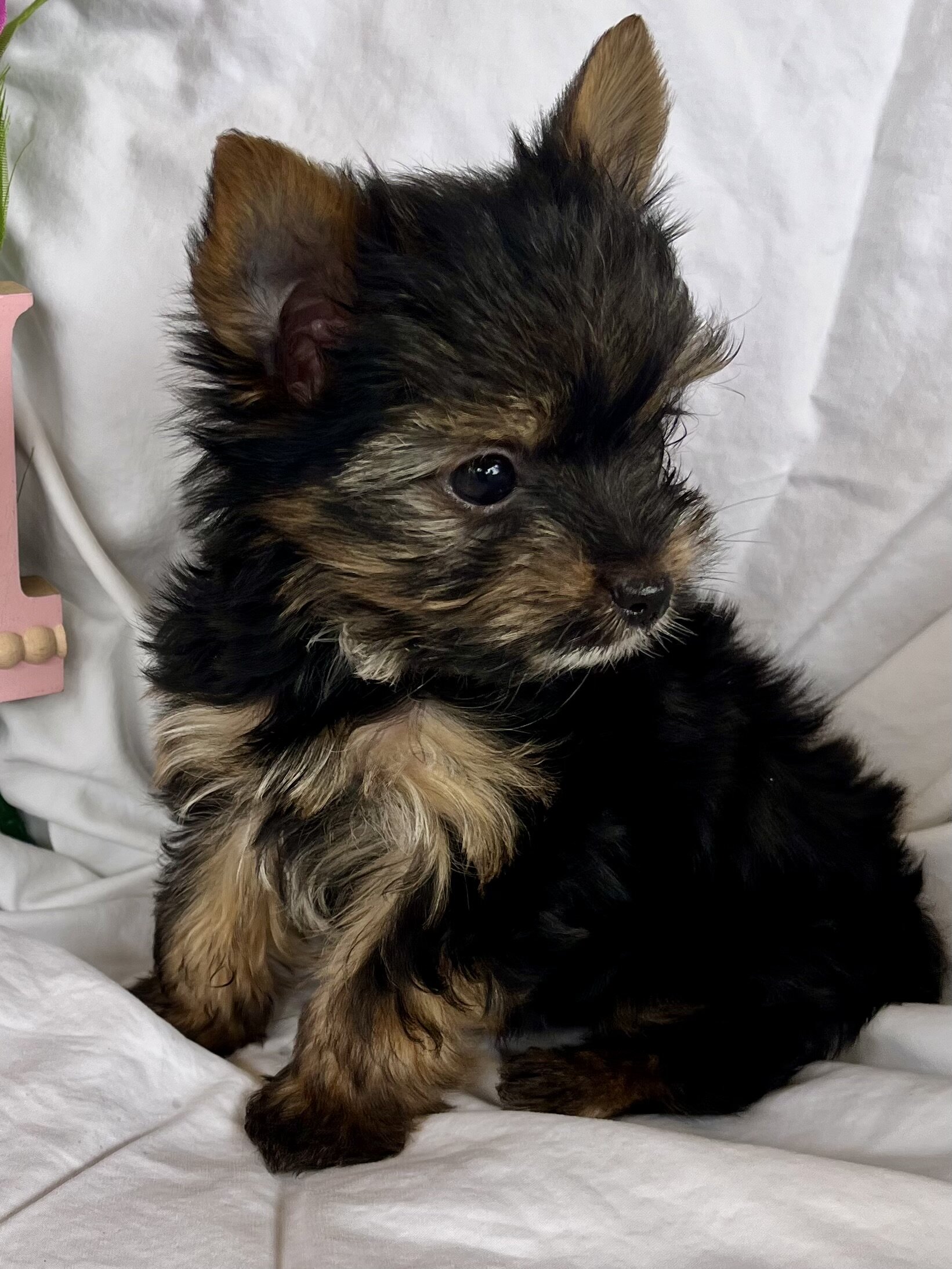 Yorkie image 3