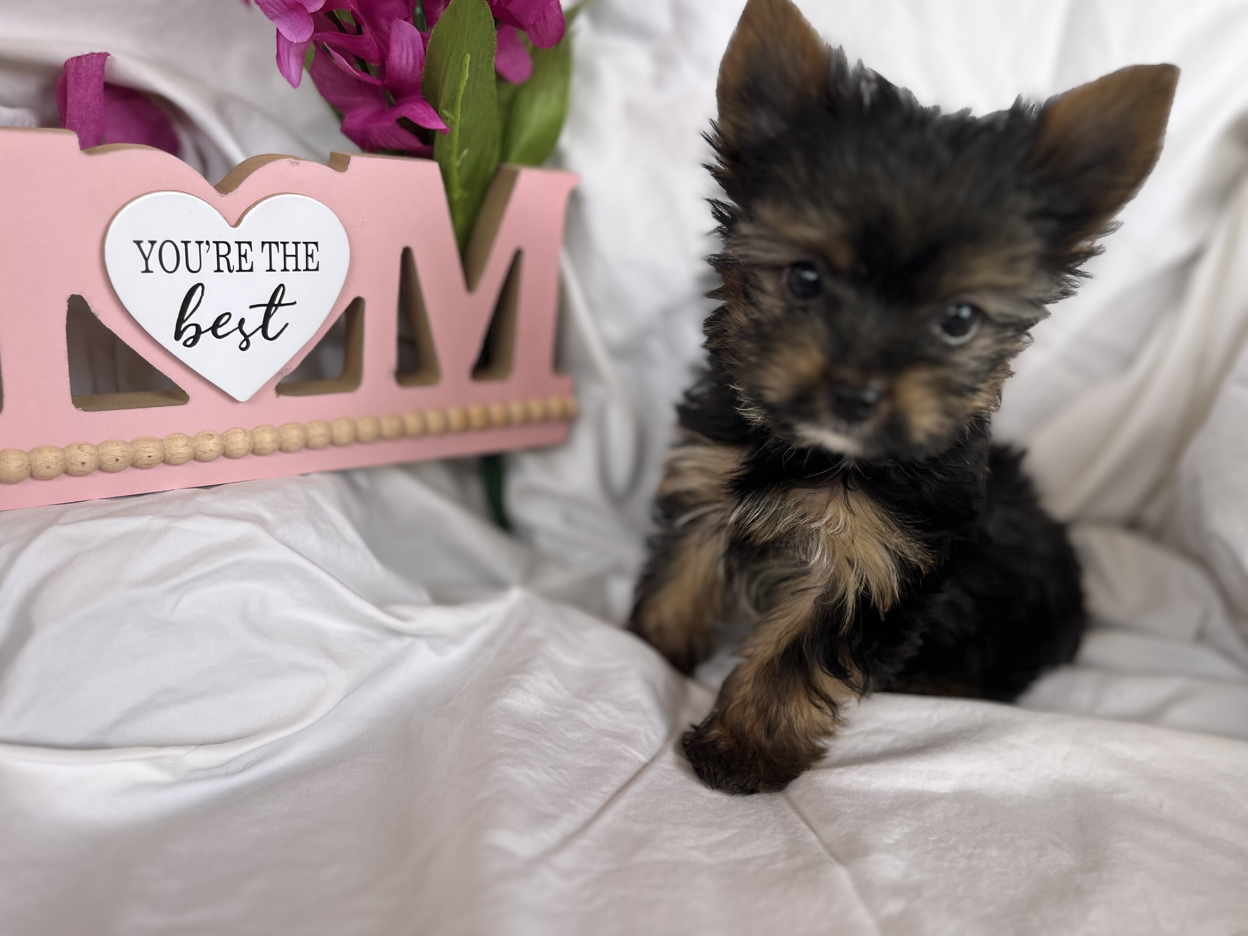 Yorkie image 2