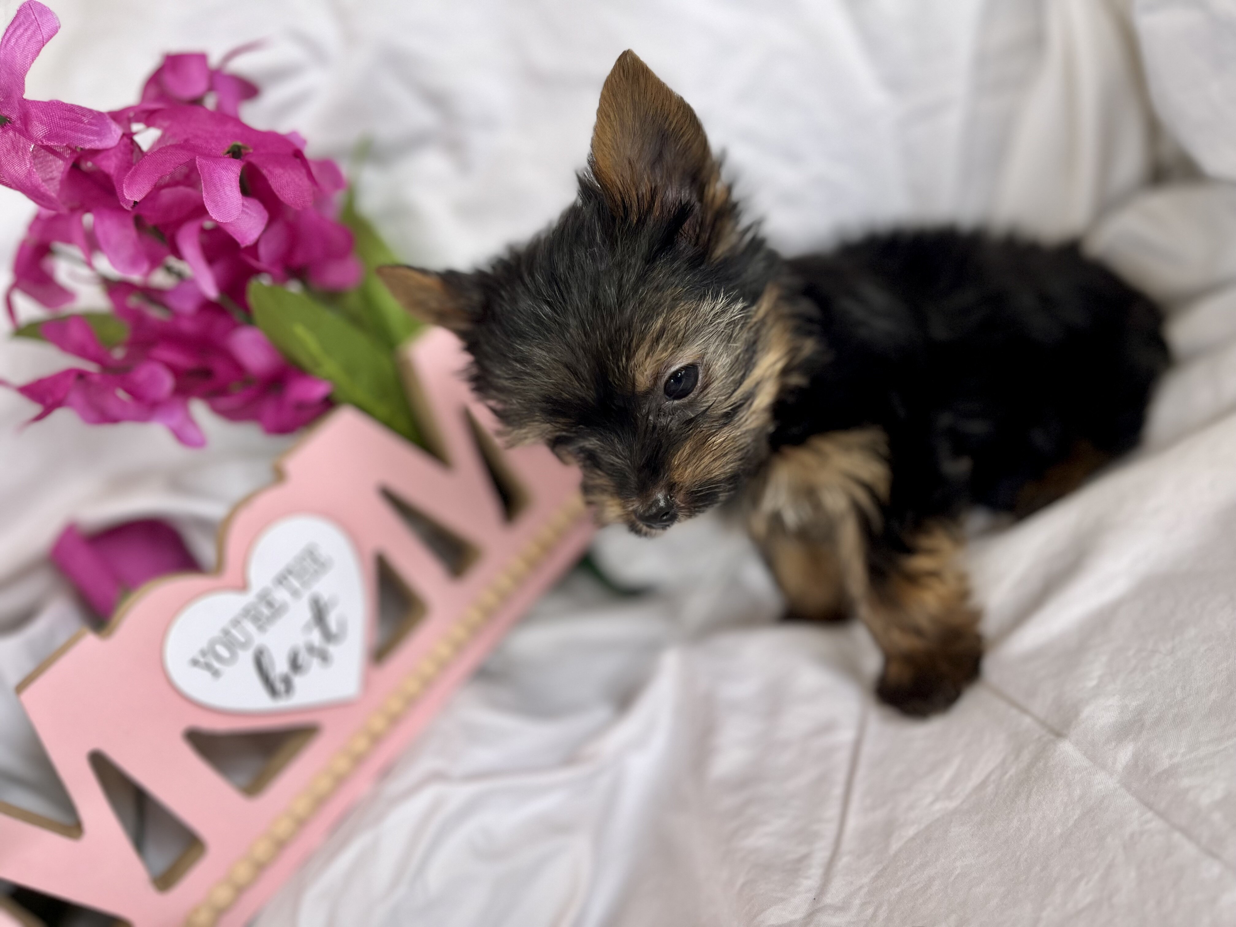 Yorkie image 8