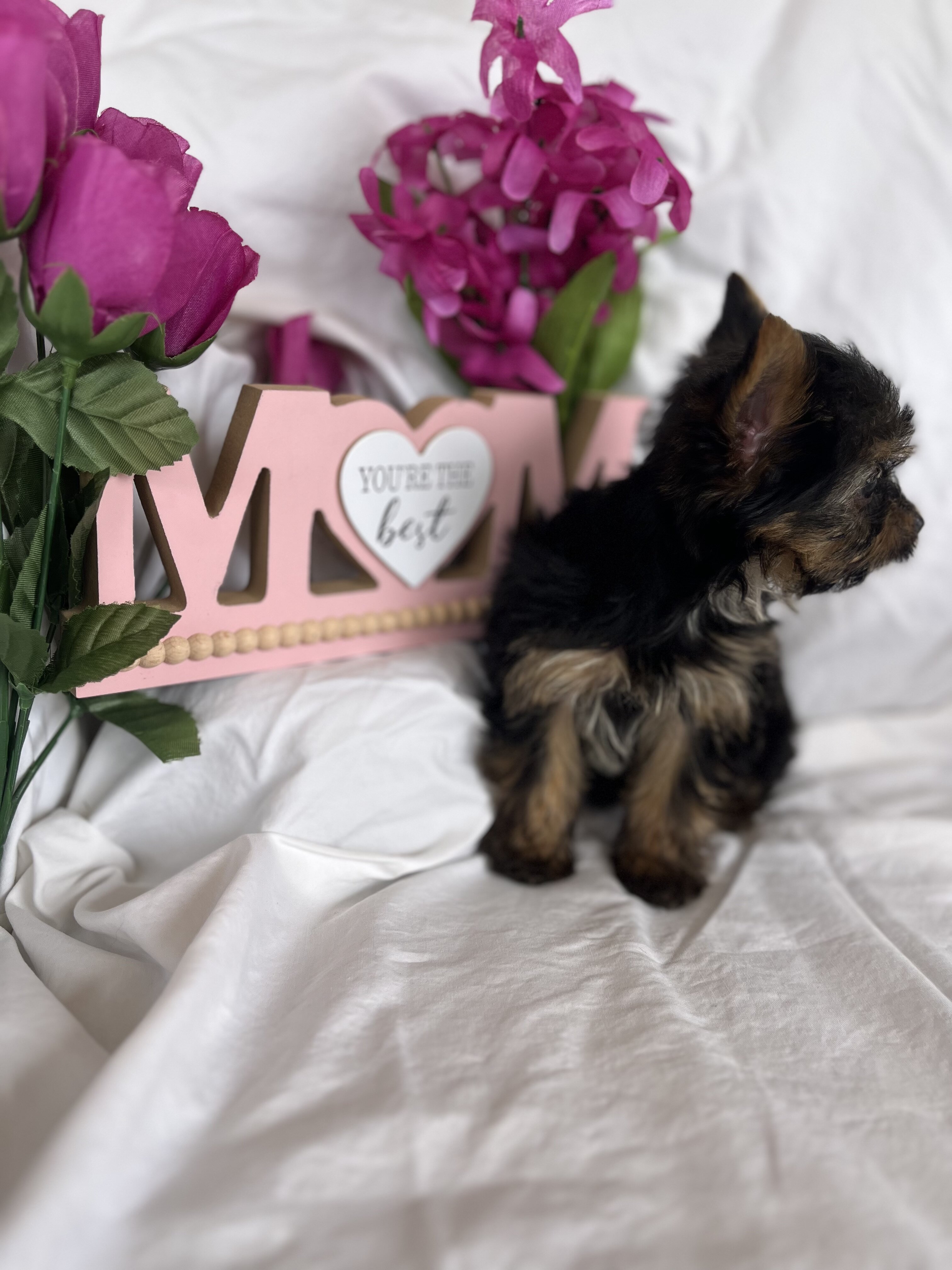 Yorkie image 5