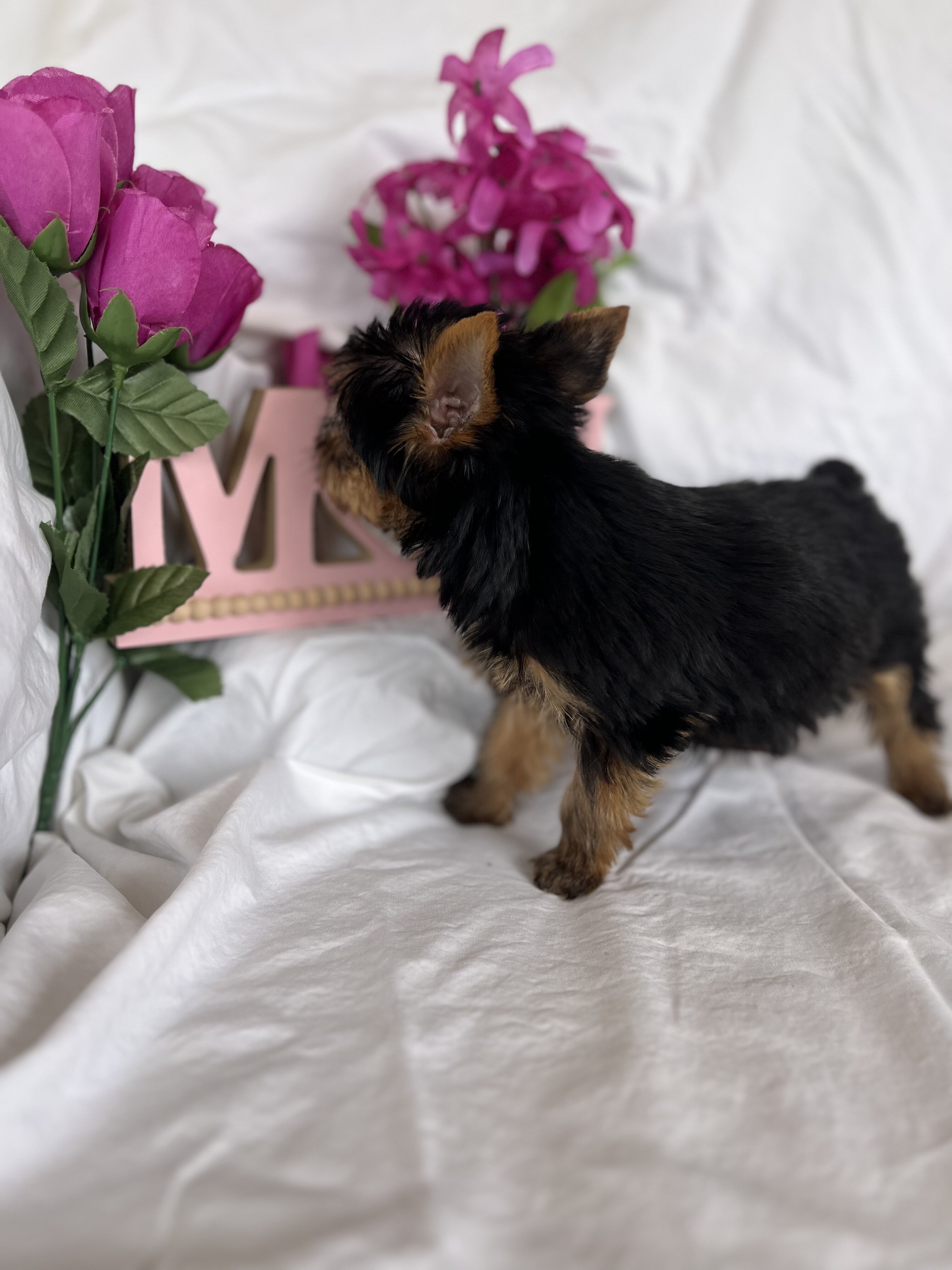 Yorkie image 4